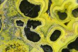 Very Vibrant, Polished Bumblebee Jasper #358623-1